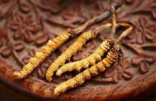 冬蟲夏草與西洋參的協(xié)同作用 對肝腎及支氣管哮喘的療效與人參種植前景