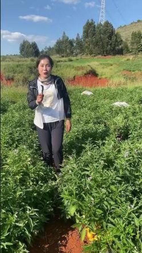 人參果的種植與培育 從果樹(shù)苗到豐收的完整指南